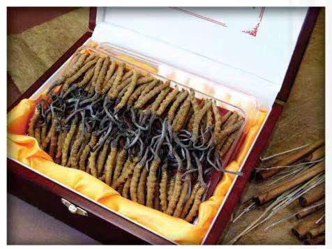 五常冬虫夏草回收